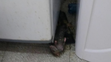 Invasión de ratas en el comedor de la escuela 12 de Vicente López