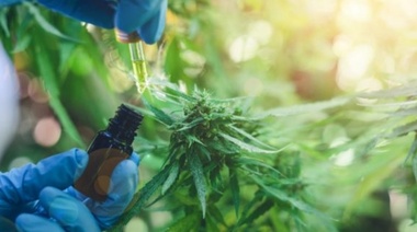 San Martín regulará el autocultivo de cannabis para uso medicinal