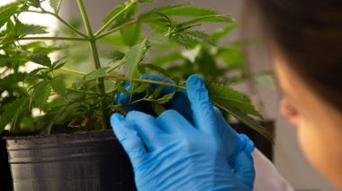 Investigaciones sobre cannabis en UNAHUR
