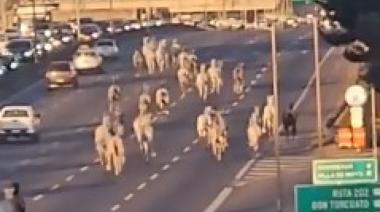 Aparecieron decenas de caballos sueltos corriendo por la Panamericana