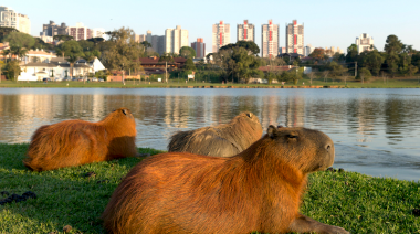 Vecinos de Nordelta buscan esterilizar carpinchos para controlar su población
