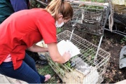 Rescatan cerca de 600 animales de un criadero clandestino