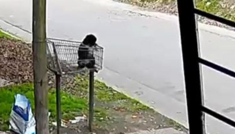 San Martín: abandonaron a una perra en un cesto de basura y buscan identificar a la mujer que la dejó