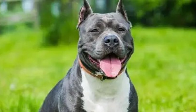 Una beba de cuatro meses murió tras ser atacada por un pitbull en Malvinas Argentinas