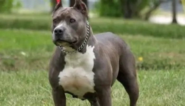Horror en Moreno: un pitbull atacó y mató a un nene de 4 años que estaba en la casa de su madrina