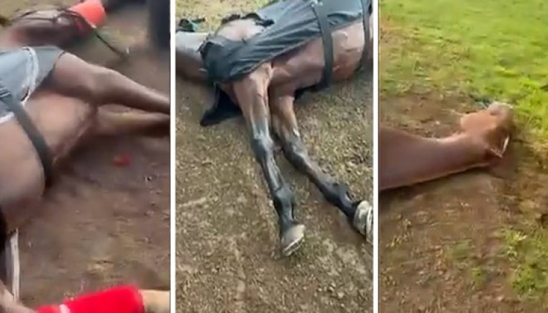 Un rayo mató a cuatro caballos en el Jockey Club de San Isidro y dejó herido a un cuidador