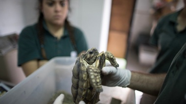 El ex zoológico de la Ciudad de Buenos Aires trabaja con la provincia de Buenos Aires y otras 15 provincias en la conservación de especies en peligro