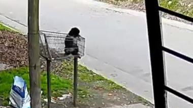 San Martín: abandonaron a una perra en un cesto de basura y buscan identificar a la mujer que la dejó