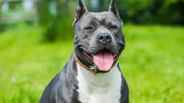 Una beba de cuatro meses murió tras ser atacada por un pitbull en Malvinas Argentinas
