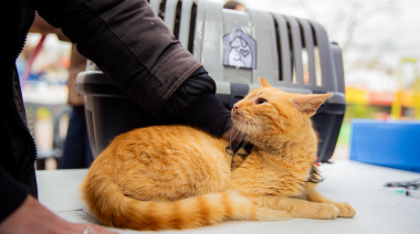 Tres de Febrero continúa con la vacunación antirrábica gratuita para mascotas