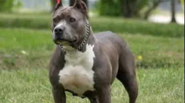 Horror en Moreno: un pitbull atacó y mató a un nene de 4 años que estaba en la casa de su madrina