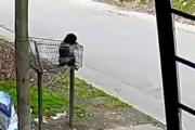 San Martín: abandonaron a una perra en un cesto de basura y buscan identificar a la mujer que la dejó