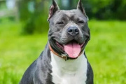 Una beba de cuatro meses murió tras ser atacada por un pitbull en Malvinas Argentinas