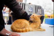 Tres de Febrero continúa con la vacunación antirrábica gratuita para mascotas