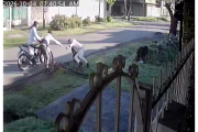 La Plata otra vez golpeada por la inseguridad: le robaron la bicicleta y le dispararon en una pierna