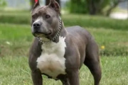 Horror en Moreno: un pitbull atacó y mató a un nene de 4 años que estaba en la casa de su madrina