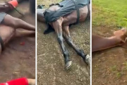 Un rayo mató a cuatro caballos en el Jockey Club de San Isidro y dejó herido a un cuidador